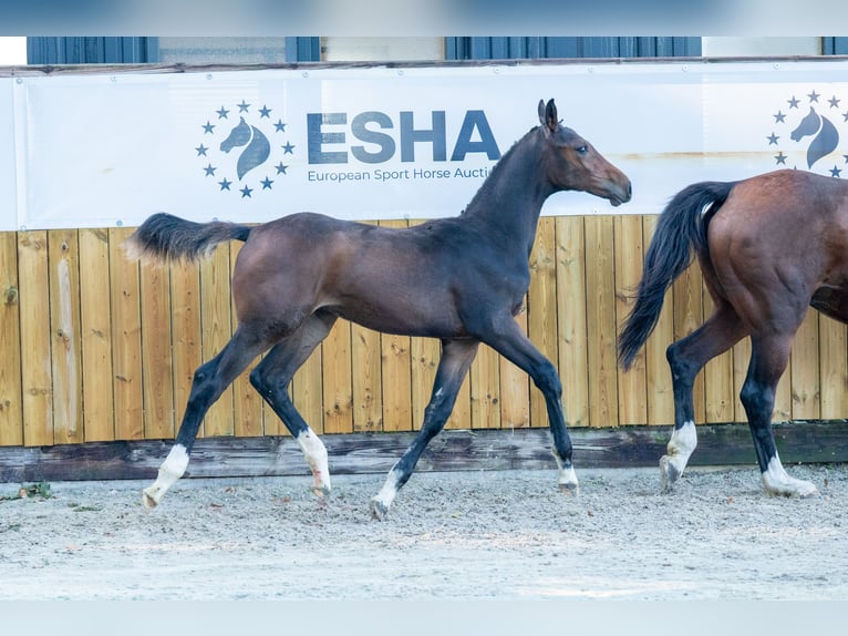 KWPN Stallion Foal (05/2025) Brown in GROTE-BROGEL