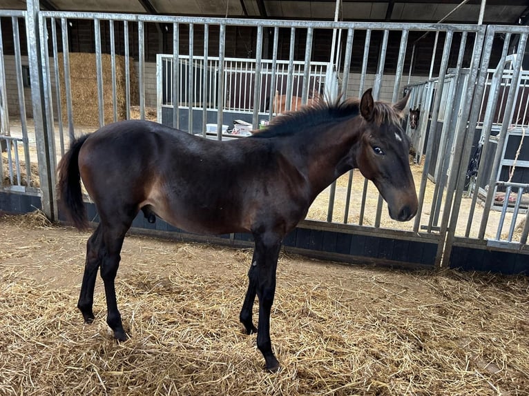 KWPN Stallion Foal (04/2025) Brown in GROTE-BROGEL