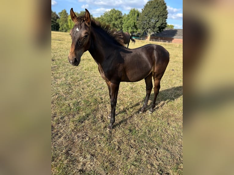 KWPN Stallion Foal (04/2025) Brown in GROTE-BROGEL