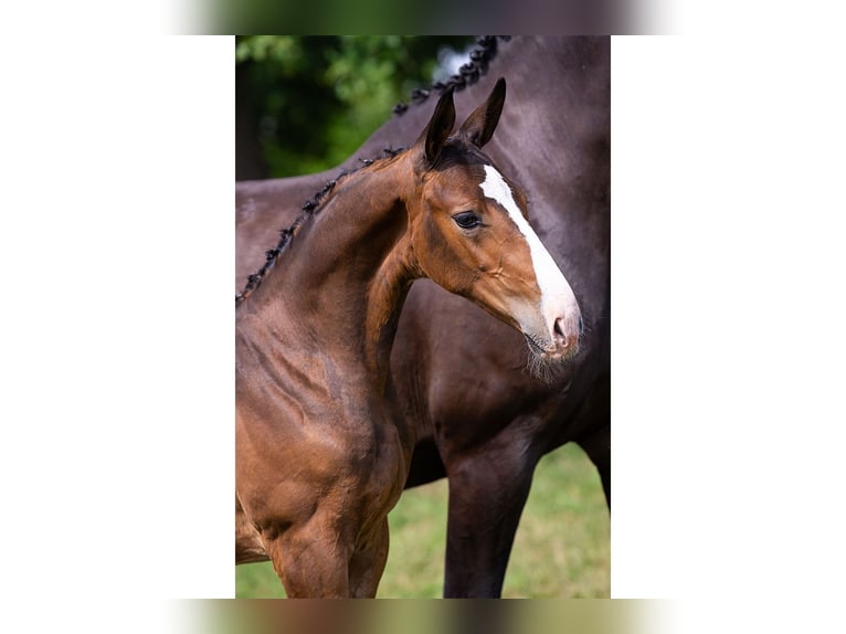 KWPN Stallion Foal (05/2025) Brown in Heerde