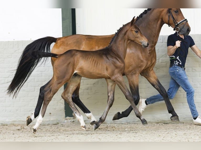 KWPN Stallion Foal (05/2025) Brown in Heerde