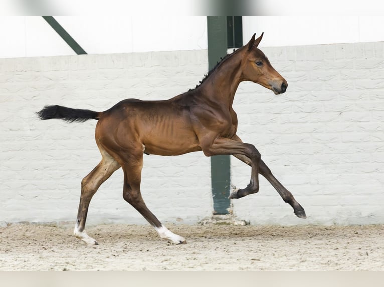 KWPN Stallion Foal (05/2025) Brown in Heerde