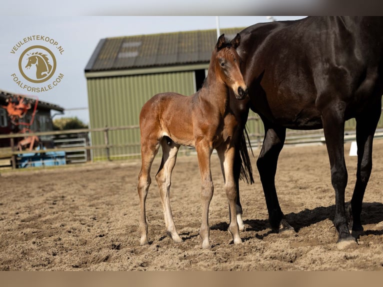 KWPN Stallion Foal (03/2024) Brown in Lith