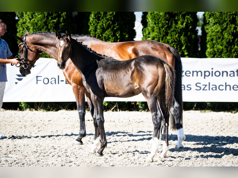 KWPN Stallion Foal (04/2026) Brown in Motycz