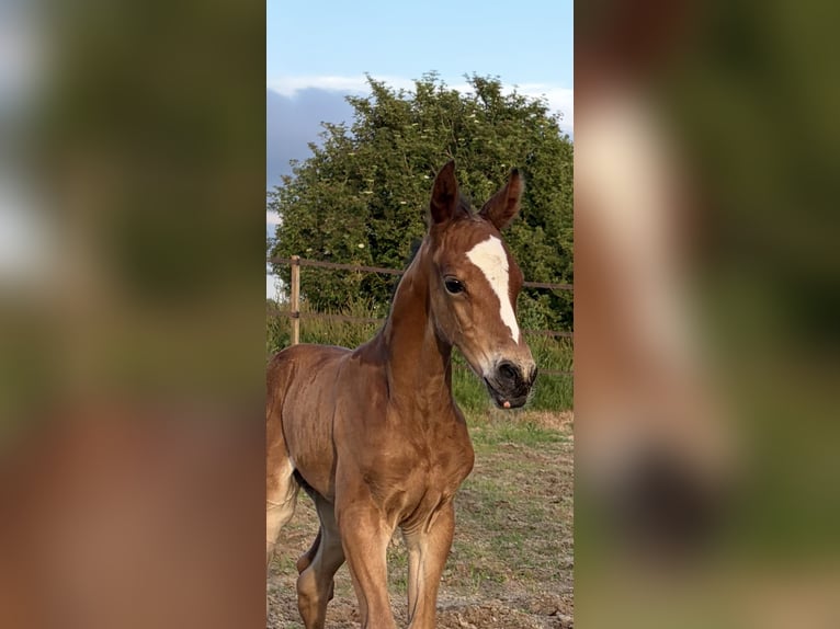 KWPN Stallion Foal (06/2026) Brown in Niawier