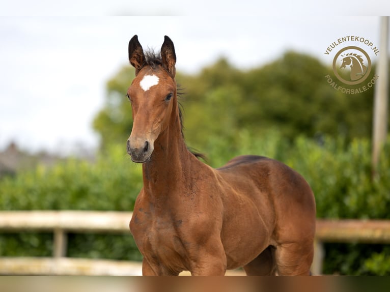 KWPN Stallion Foal (05/2024) Brown in Nuenen