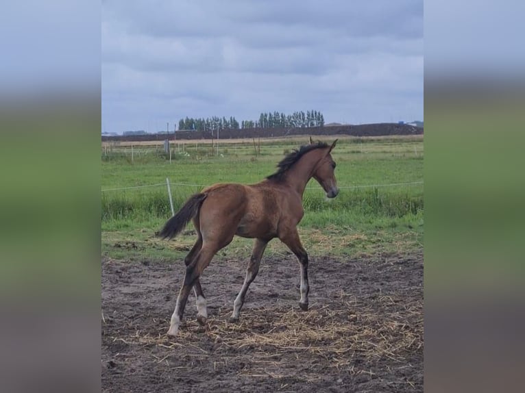 KWPN Stallion Foal (04/2025) Brown in Voorhout