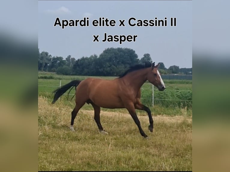 KWPN Stallion Foal (04/2025) Brown in Voorhout