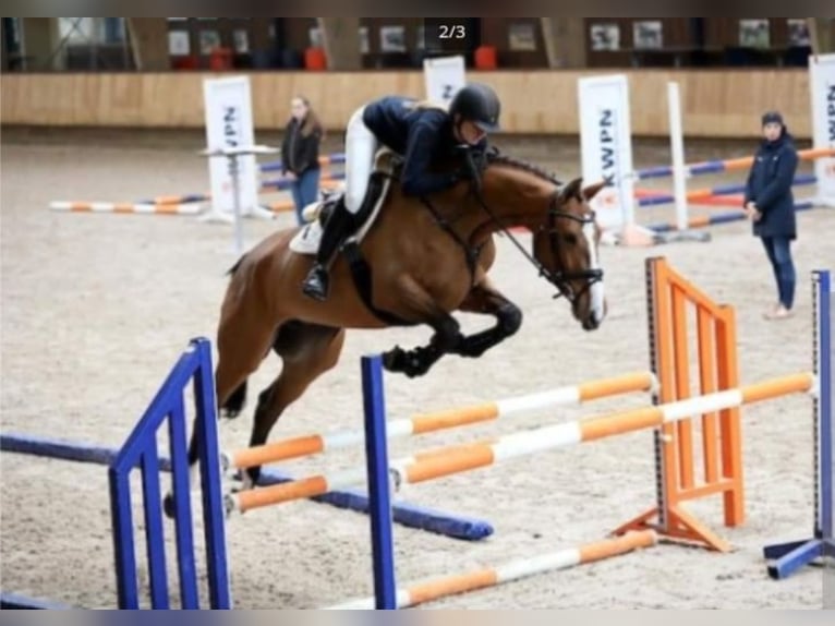 KWPN Stallion Foal (04/2025) Brown in Voorhout