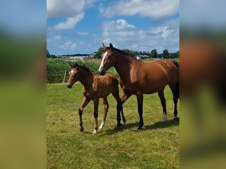 KWPN Stallion Foal (04/2025) Brown in Voorhout