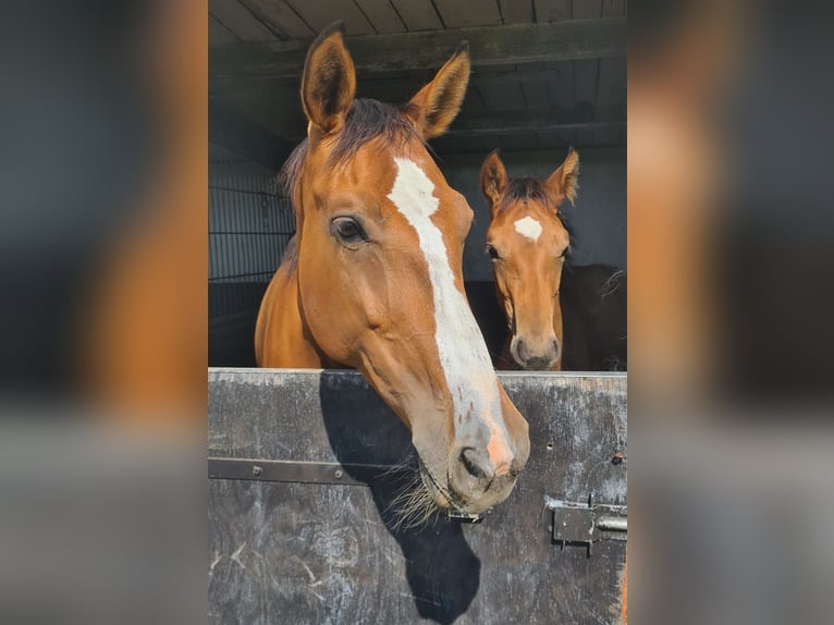KWPN Stallion Foal (04/2025) Brown in Voorhout