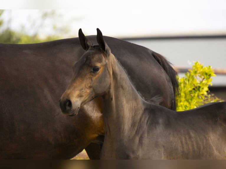 KWPN Stallion Foal (04/2025) Brown in Waddinxveen