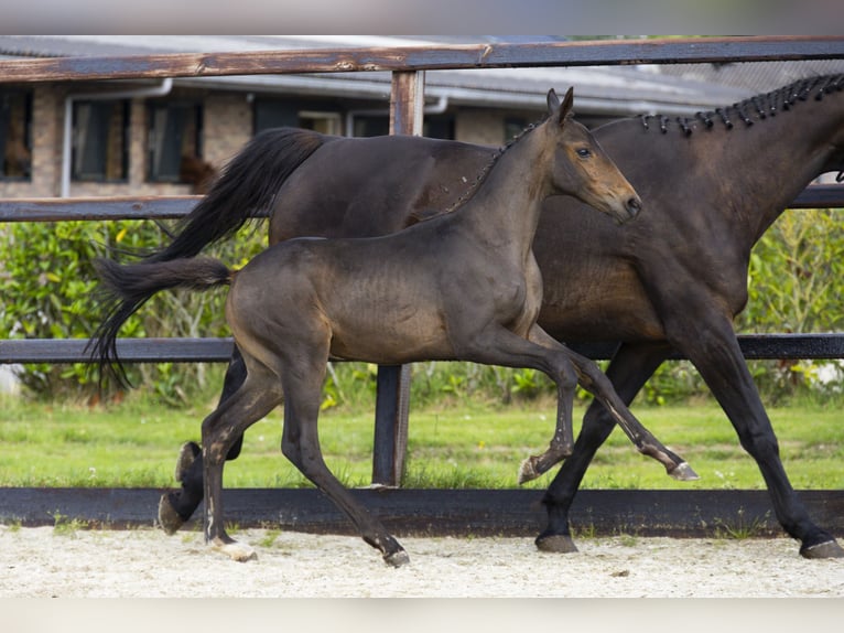 KWPN Stallion Foal (04/2025) Brown in Waddinxveen