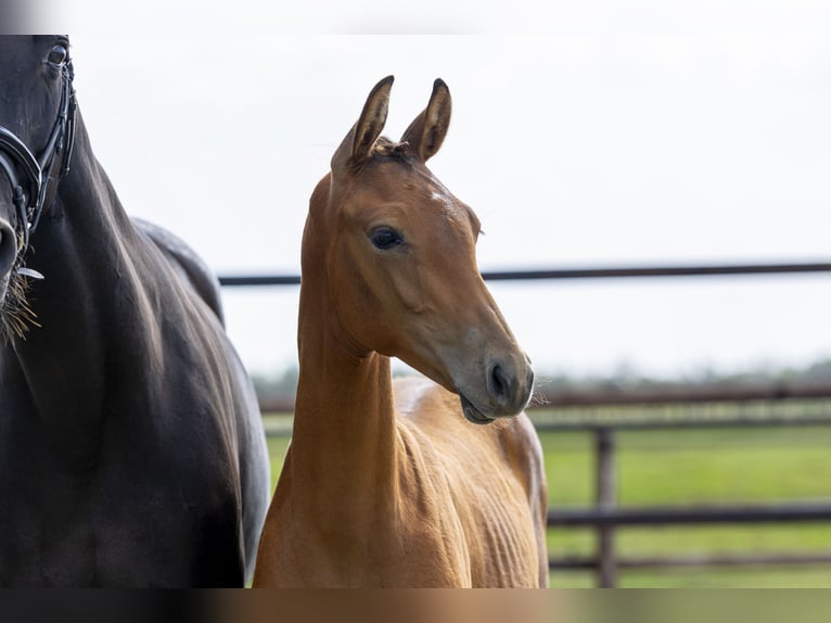 KWPN Stallion Foal (04/2025) Brown in Waddinxveen
