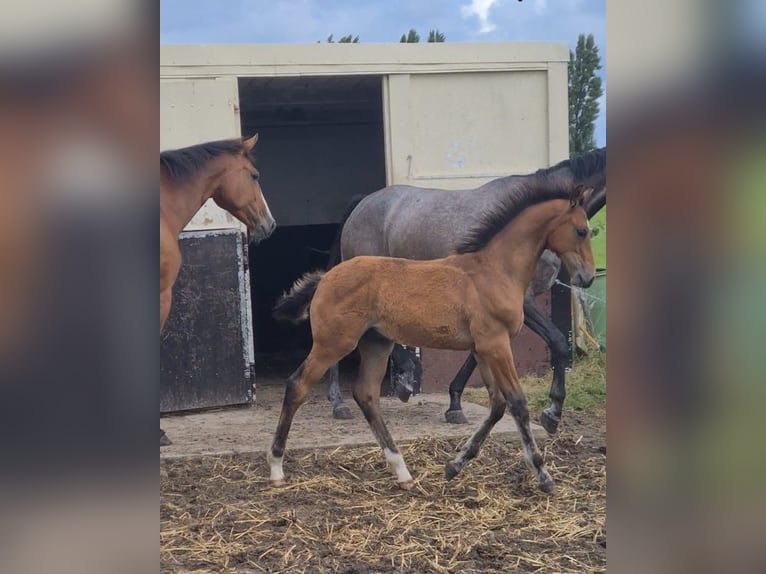 KWPN Stallion Foal (04/2025) Brown in Voorhout