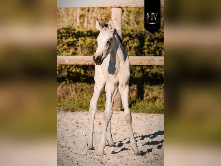 KWPN Stallion Foal (01/2026) Buckskin in Grury