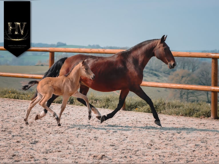 KWPN Stallion Foal (01/2026) Buckskin in Grury