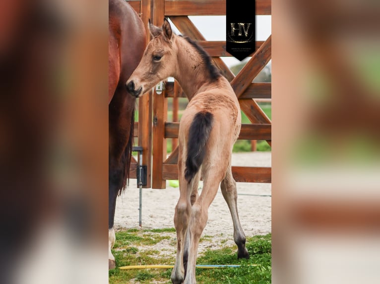 KWPN Stallion Foal (01/2026) Buckskin in Grury