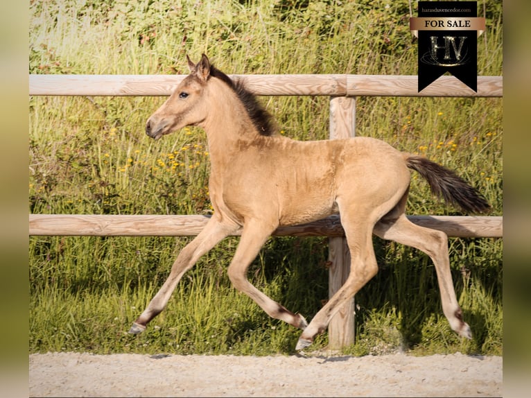 KWPN Stallion Foal (01/2026) Buckskin in Grury