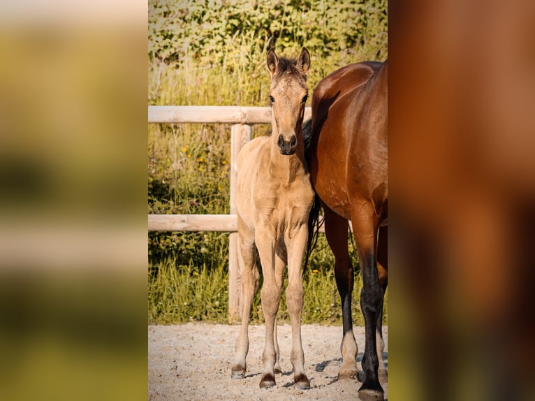 KWPN Stallion Foal (01/2026) Buckskin in Grury