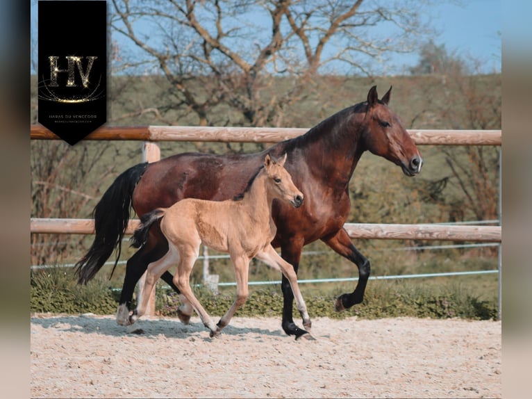 KWPN Stallion Foal (01/2026) Buckskin in Grury