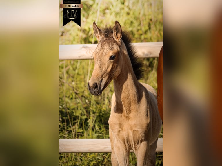 KWPN Stallion Foal (01/2026) Buckskin in Grury
