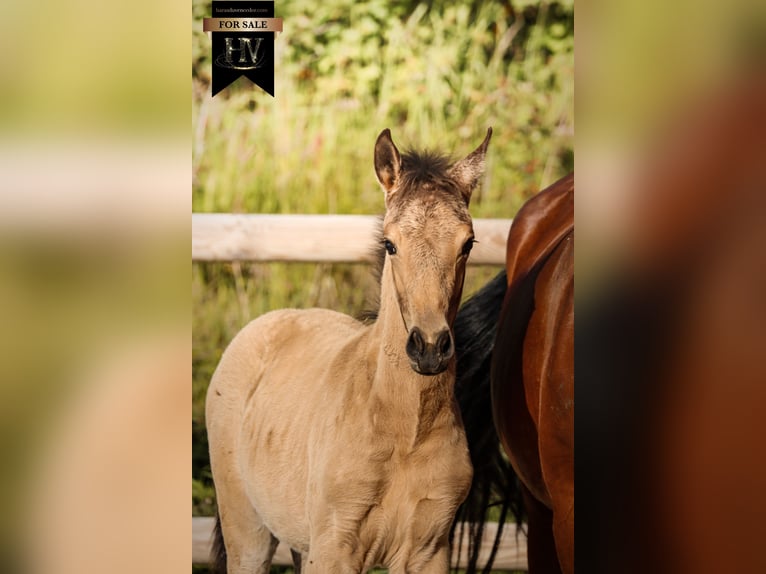 KWPN Stallion Foal (01/2026) Buckskin in Grury