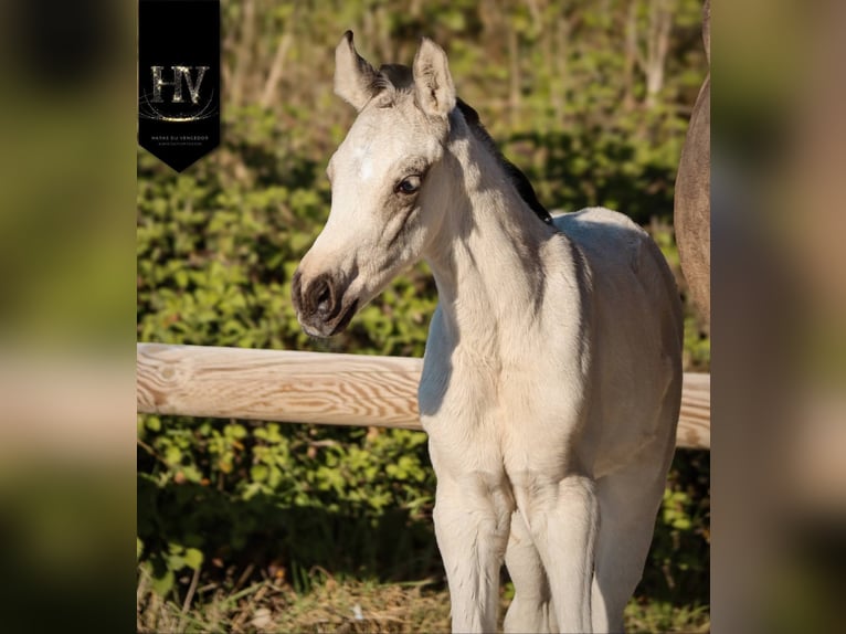 KWPN Stallion Foal (01/2026) Buckskin in Grury