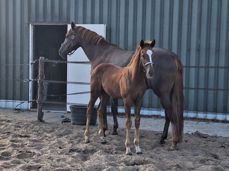KWPN Stallion Foal (05/2025) Chestnut in 1e Exlo&#xEB;rmond