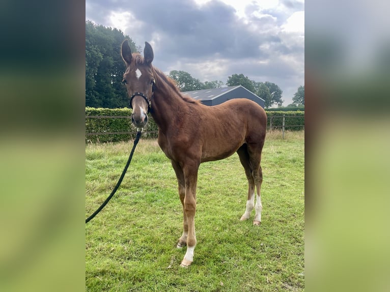 KWPN Stallion Foal (04/2025) Chestnut in Beilen