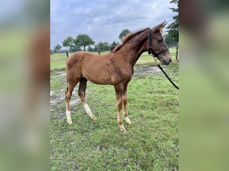 KWPN Stallion Foal (04/2025) Chestnut in Beilen