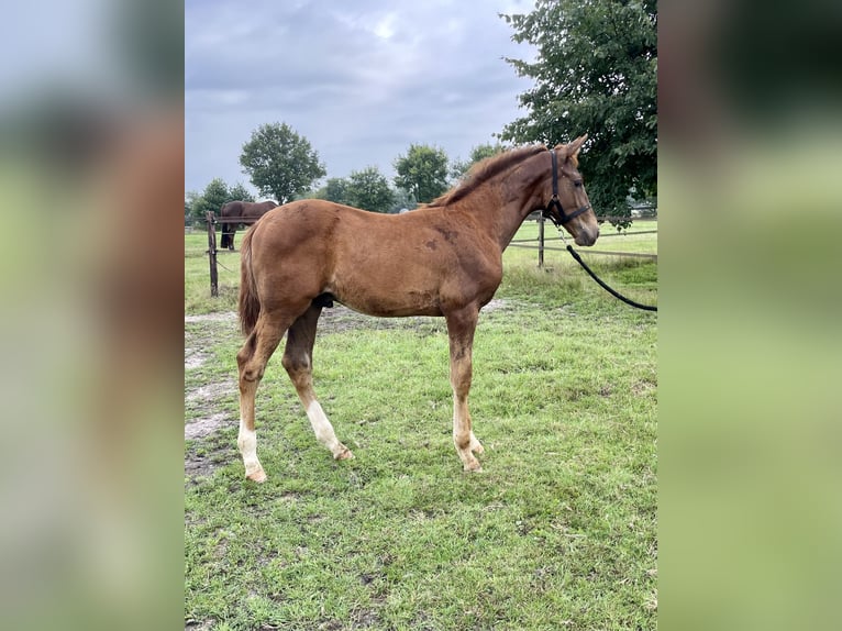 KWPN Stallion Foal (04/2025) Chestnut in Beilen