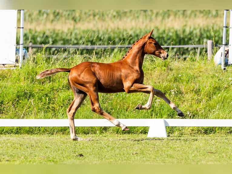 KWPN Stallion Foal (04/2024) Chestnut in Den Hout