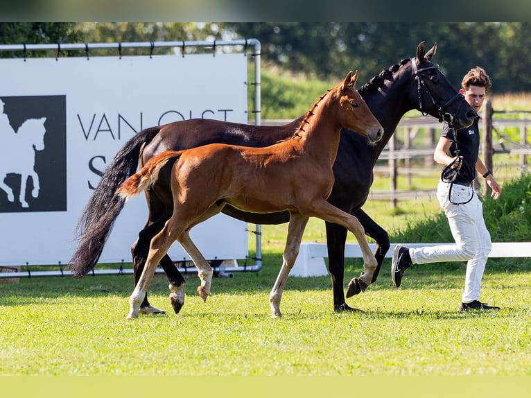 KWPN Stallion Foal (04/2024) Chestnut in Den Hout