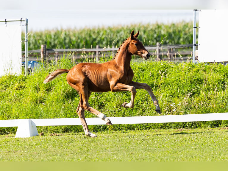 KWPN Stallion Foal (04/2024) Chestnut in Den Hout