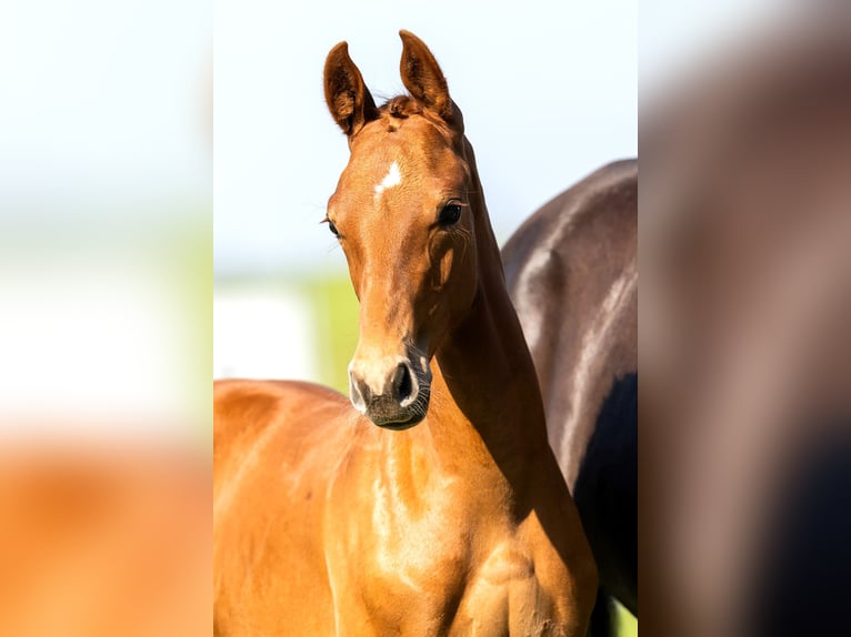 KWPN Stallion Foal (04/2024) Chestnut in Den Hout