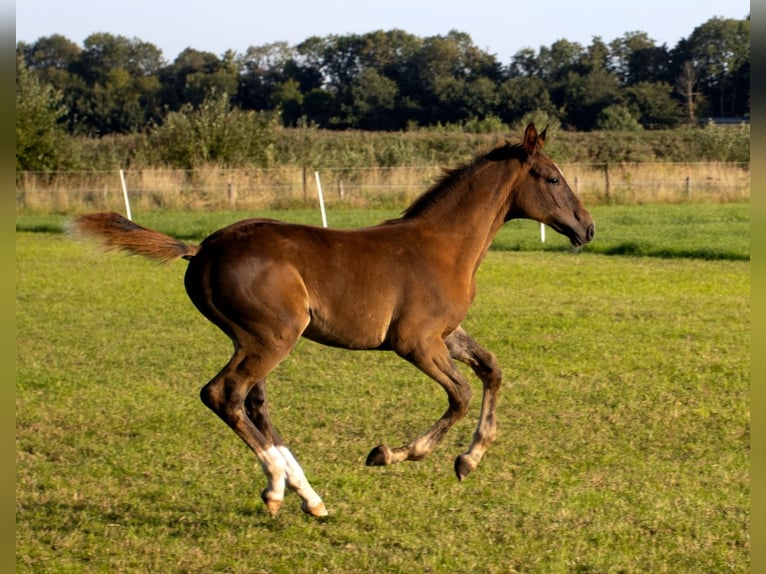 KWPN Stallion Foal (05/2025) Chestnut in Scharmer