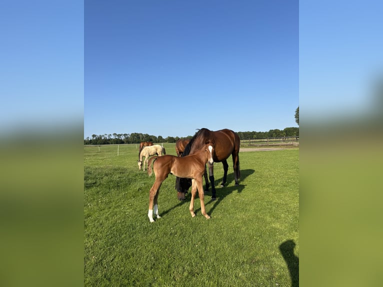 KWPN Stallion Foal (05/2025) Chestnut in Scharmer