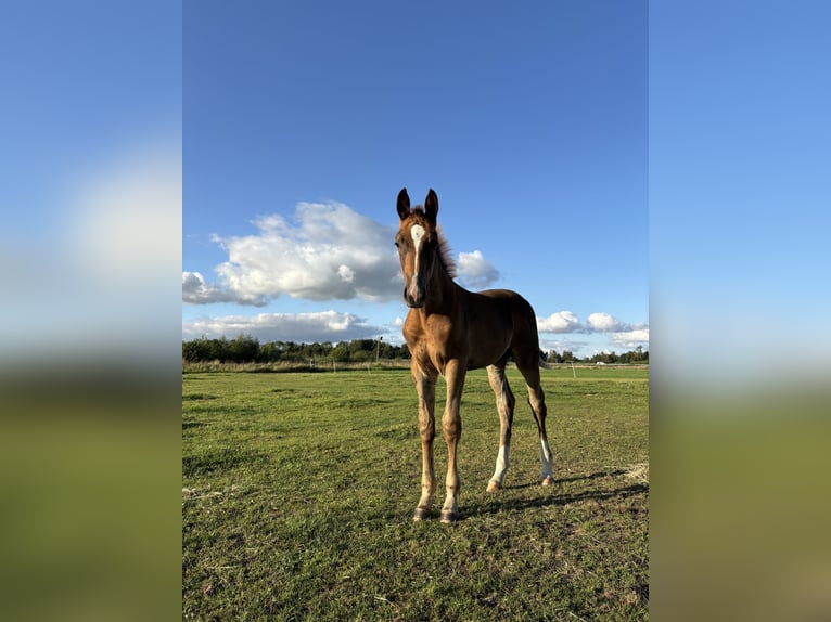KWPN Stallion Foal (05/2025) Chestnut in Scharmer