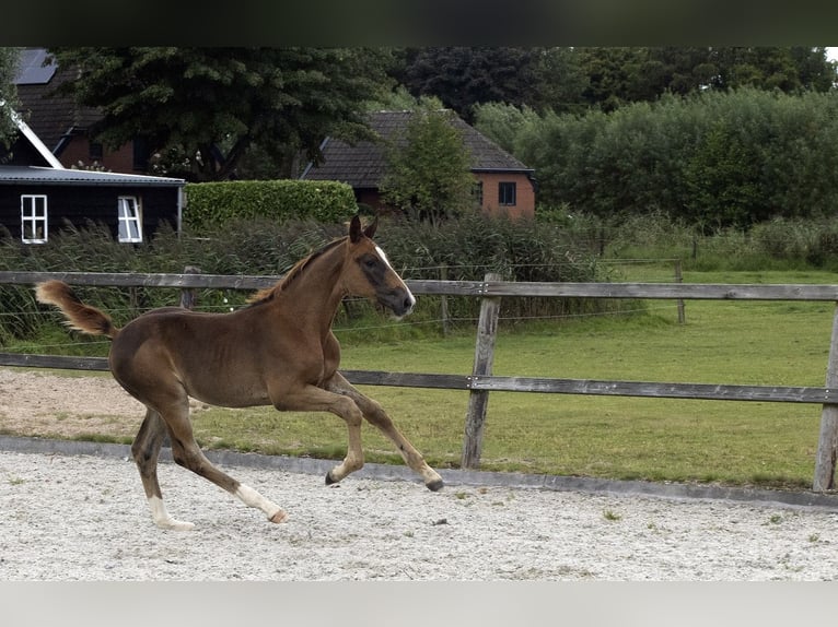 KWPN Stallion Foal (05/2025) Chestnut in Scharmer