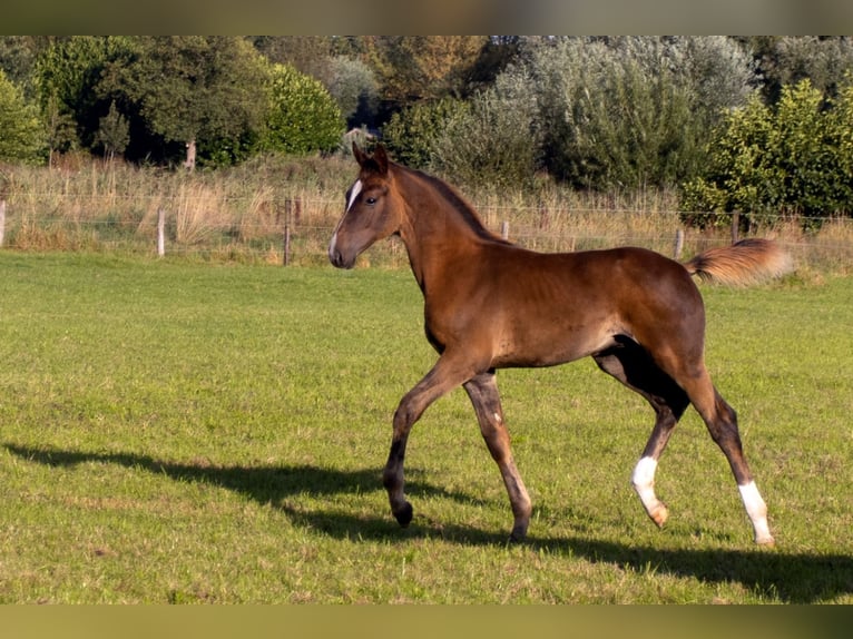 KWPN Stallion Foal (05/2025) Chestnut in Scharmer
