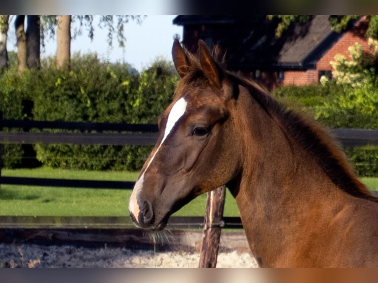 KWPN Stallion Foal (05/2025) Chestnut in Scharmer
