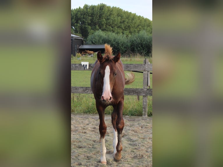 KWPN Stallion Foal (04/2025) Chestnut in Gellicum