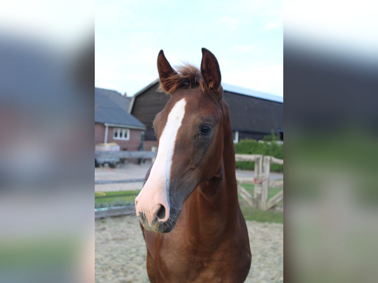 KWPN Stallion Foal (04/2025) Chestnut in Gellicum