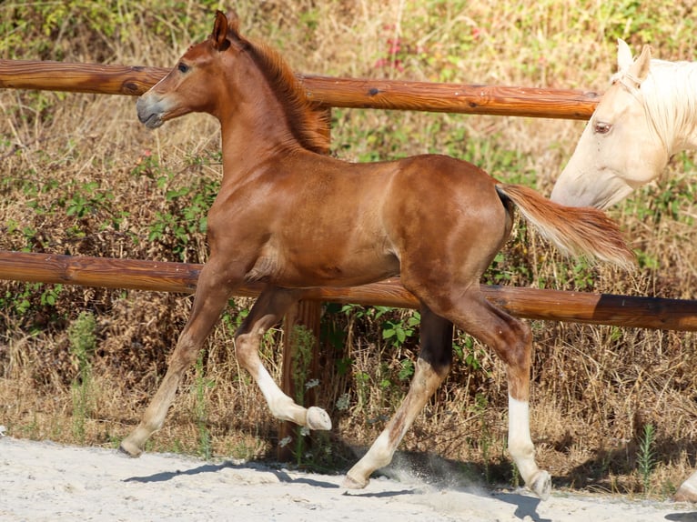 KWPN Stallion Foal (04/2026) Chestnut in Grury