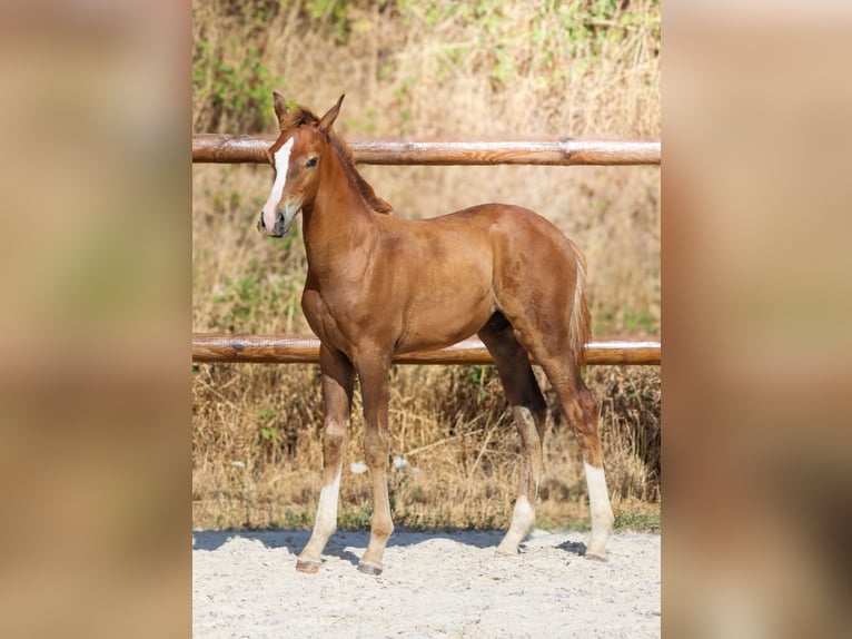 KWPN Stallion Foal (04/2026) Chestnut in Grury
