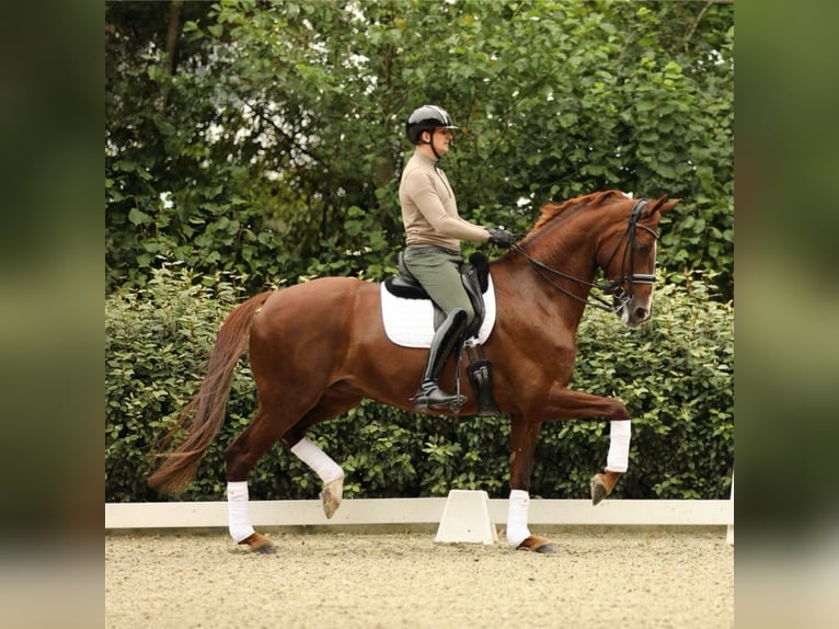 KWPN Stallion Foal (04/2025) Chestnut in Scherpenzeel