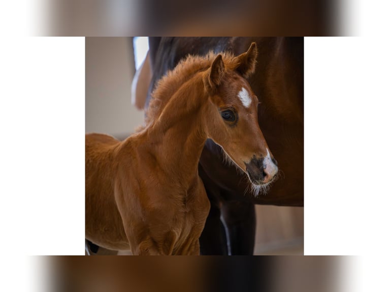 KWPN Stallion  Chestnut in Tiel