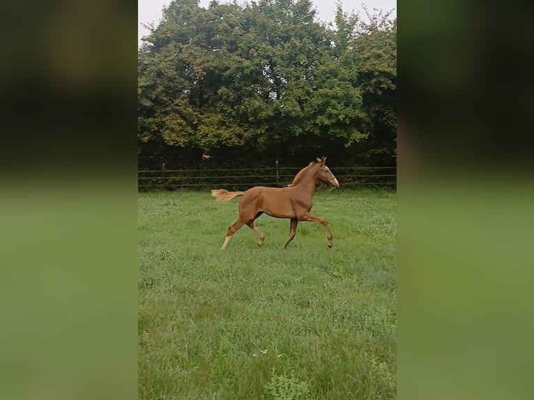 KWPN Stallion Foal (04/2025) Chestnut in Egchel