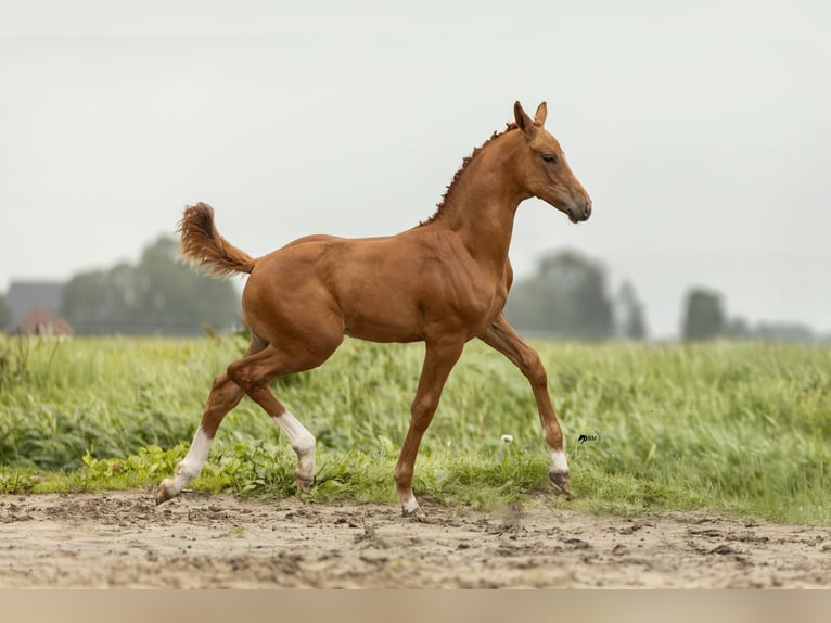 KWPN Stallion Foal (05/2025) Chestnut-Red in Blije